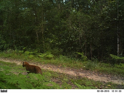 Leopard spotted in Knysna Forest
