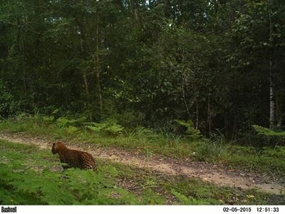 Leopard spotted in Knysna Forest