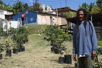 Medicinal plant nursery for healers