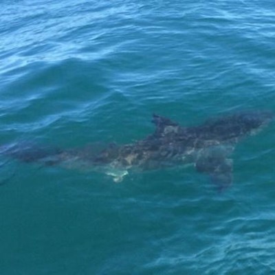 Shark startles Buffel's Bay swimmers | Knysna-Plett Herald