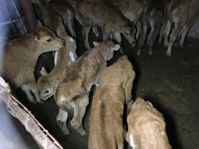 Unweaned calves die of cold and hunger 