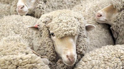 Wool market off to a good start