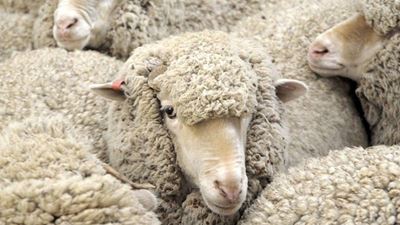 Wool market off to a good start