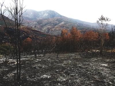 Monday Garden Route fires update