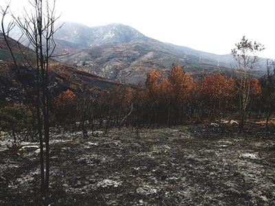 Monday Garden Route fires update