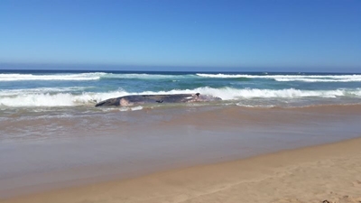 Whale carcass stranded at Glentana
