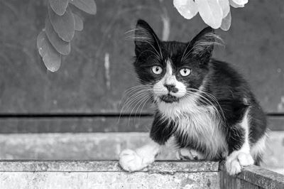 SPCA warns against feline parvovirus