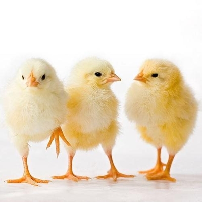 How to start your own poultry business