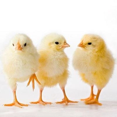 How to start your own poultry business