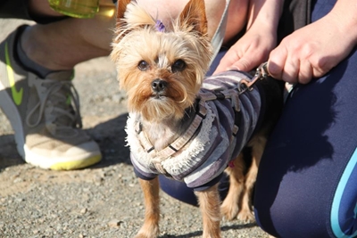 Yorkie skrik vir niks