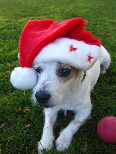 Christmas in July at SPCA