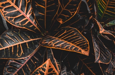 Colourful houseplants to brighten your home this autumn