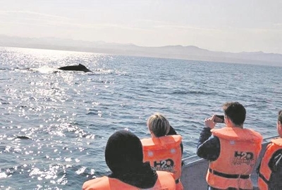 Whales frolic in the bay