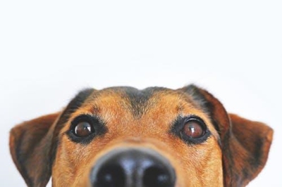 Pageant for  prettiest pooch