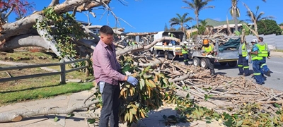 Municipality comments on Church Street tree