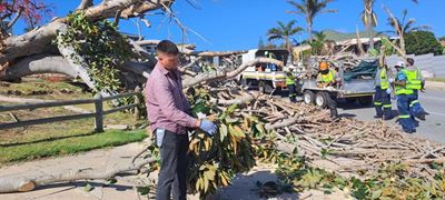 Municipality comments on Church Street tree