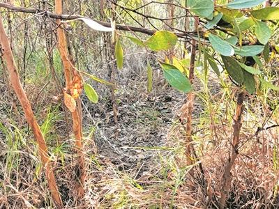 The snags of snaring