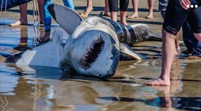 Great white removed from beach
