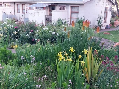 Marais Steynhuis se tuine blom