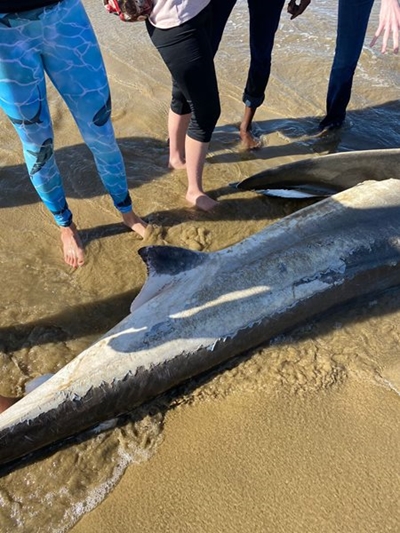 Great white removed from beach