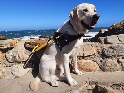 Guide dog enjoys his day at the beach