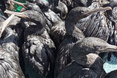 Thousands of seabirds dying from avian flu in Western Cape