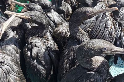 Thousands of seabirds dying from avian flu in Western Cape