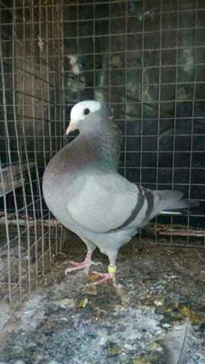 20 skouduiwe gesteel 