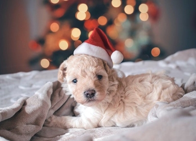 Wrap gifts to help animals