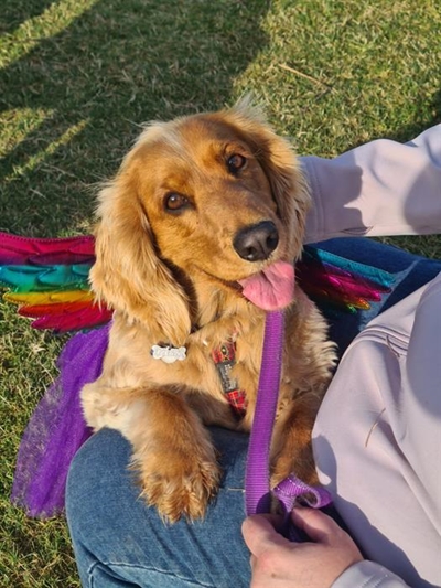 Wagging tails and woofs in Wilderness