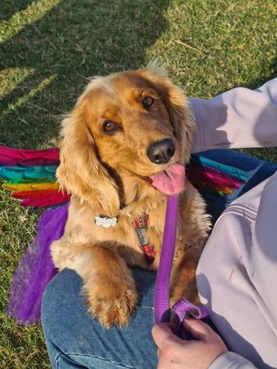 Wagging tails and woofs in Wilderness