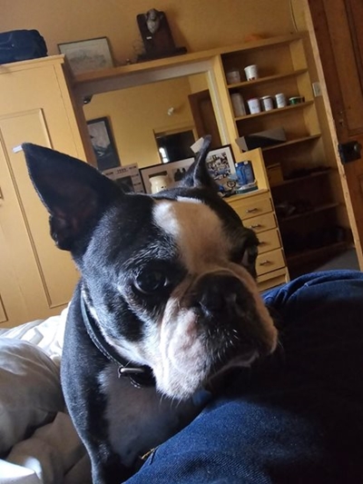 Sammy die Boston terrier word gesoek