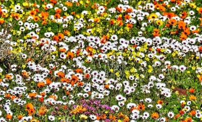 Indigenous flowers for the winter garden