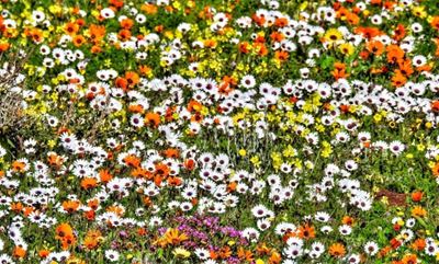 Indigenous flowers for the winter garden