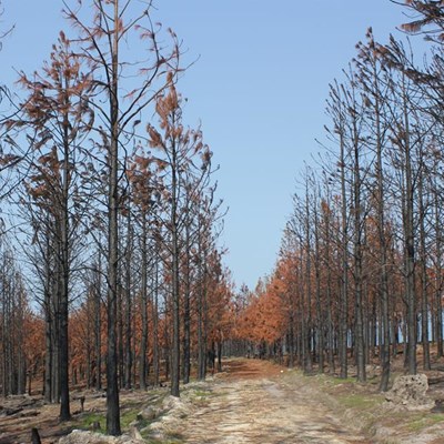Enviro damage of fires difficult to quantify