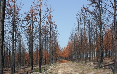 Enviro damage of fires difficult to quantify