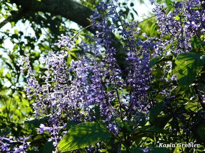 Nursery is botanical garden's lifeline