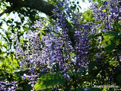 Nursery is botanical garden's lifeline