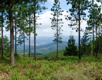 5 women driving the future of forestry through science