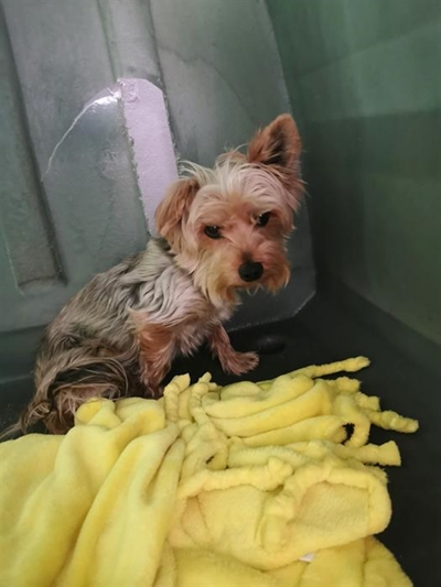 Adopt a friend at the SPCA