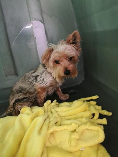 Adopt a friend at the SPCA
