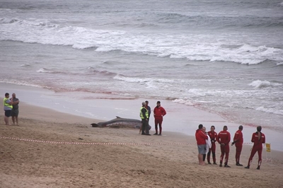 Walvisse spoel op Diasstrand uit