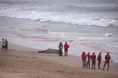 Walvisse spoel op Diasstrand uit
