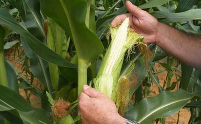 Maize harvest progressing slowly due to late plantings