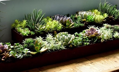Succulents for the patio