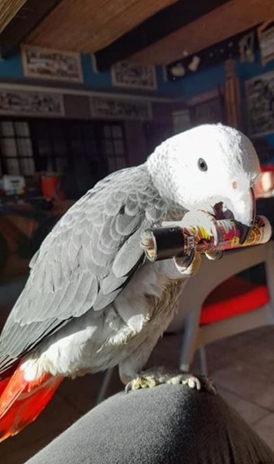 Reward for missing parrot