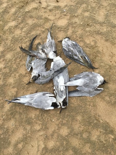 Possible bird flu in Mossel Bay