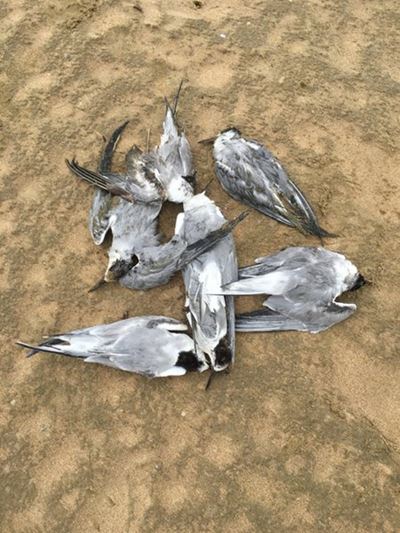 Possible bird flu in Mossel Bay