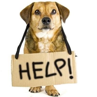 Dotsure collects over a ton of pet food for SPCA and Odin