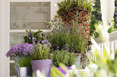 How to start a balcony garden